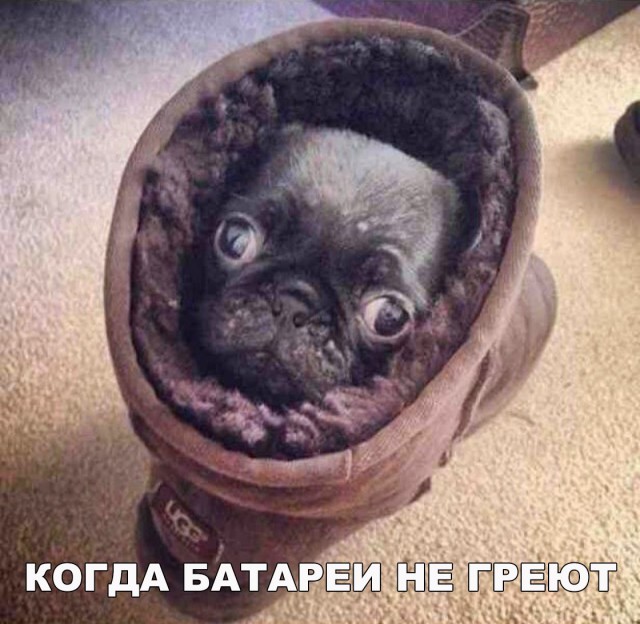 Самые смешные животные