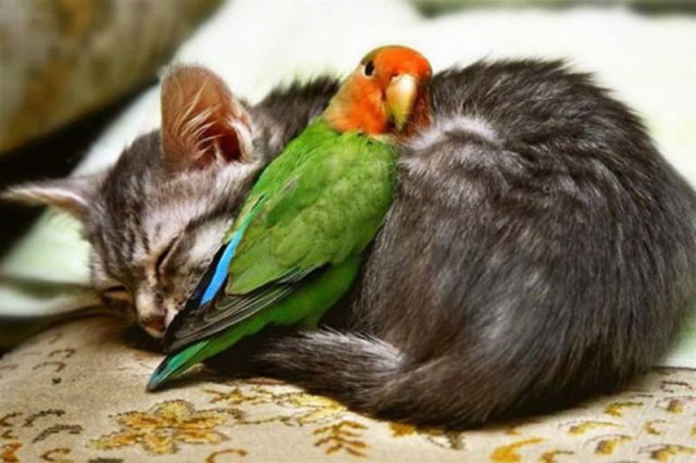 Коты и Кошки