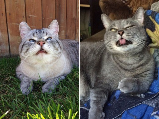 Коты и Кошки