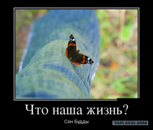 Баяны в чёрных рамках