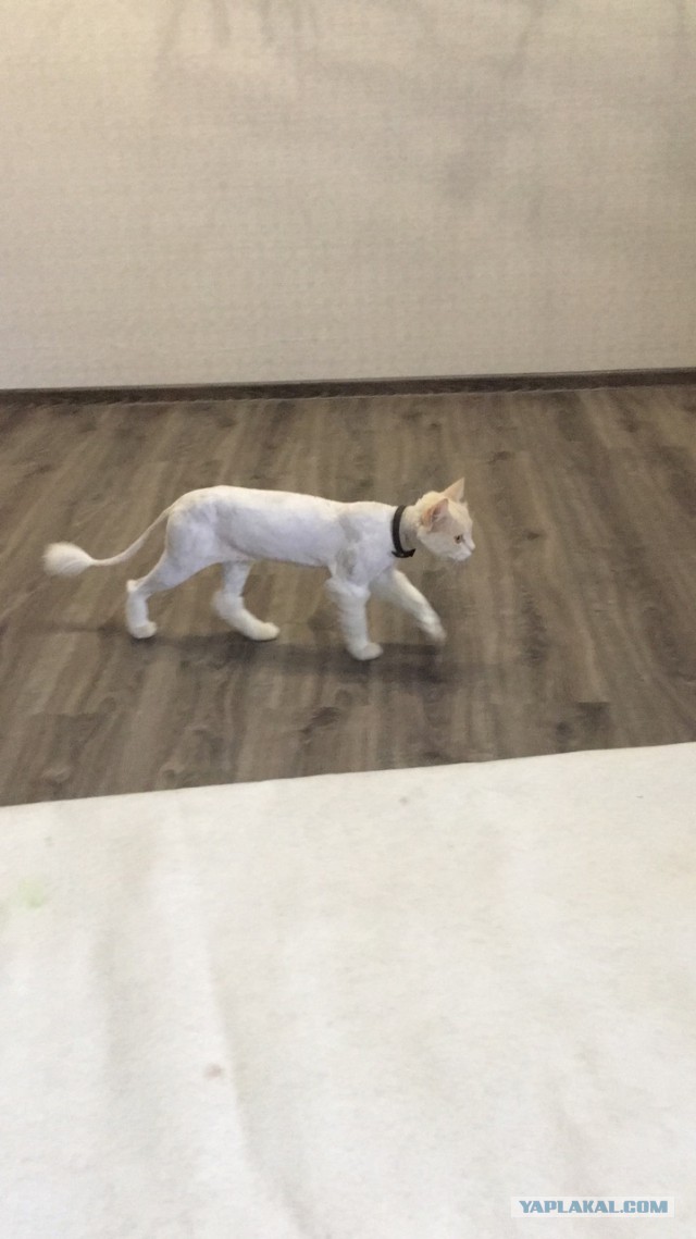 Котовторник 11.07.2017