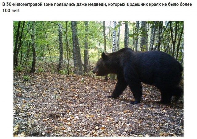 Животный мир Чернобыльской Зоны Отчуждения.