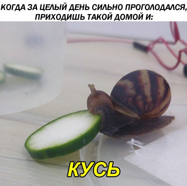 100 картинок для поднятия настроения!