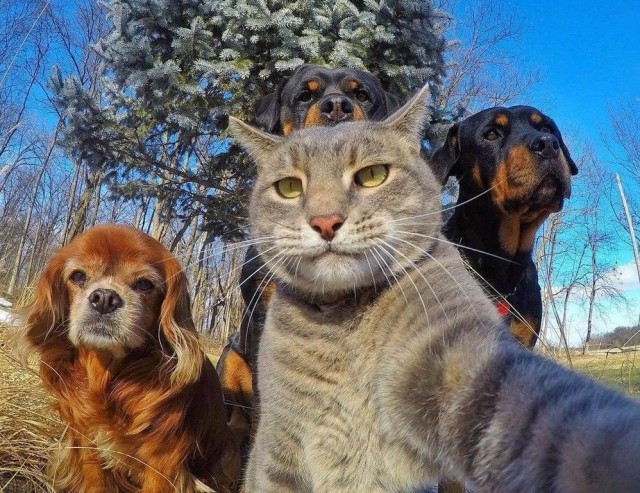 Коты и Кошки