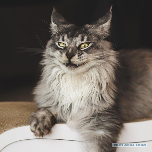 Котовторник 28.11.2017