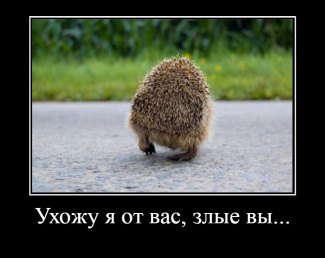 Как выглядит обижулька: 35 животных, перед которыми вы очень провинились!