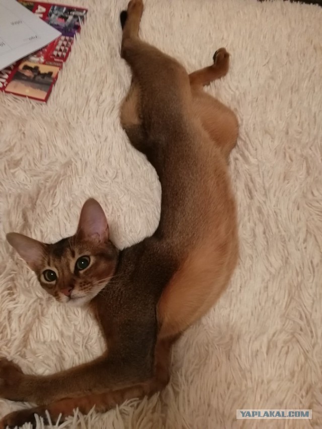 Котовторник  13.02.2018