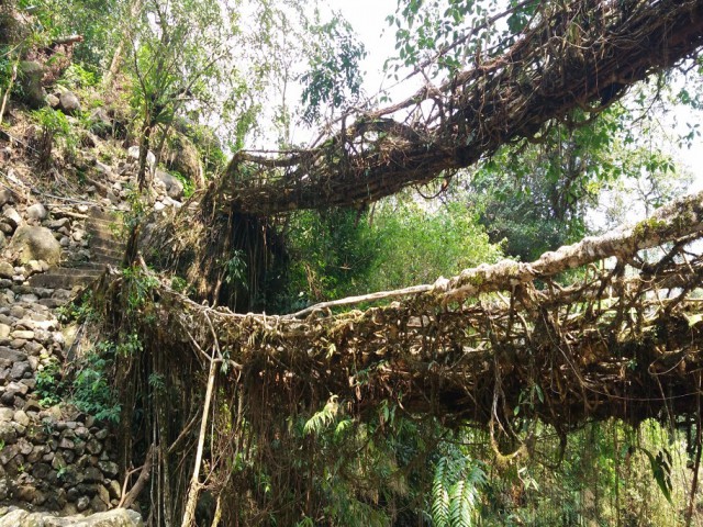 К живым мостам и обратно. Заметки из Индии