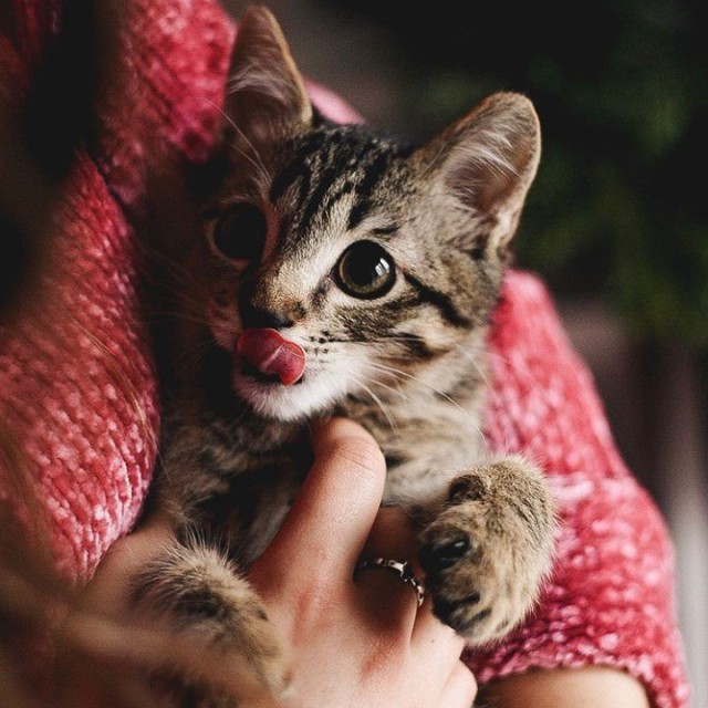 Кот без прикрас