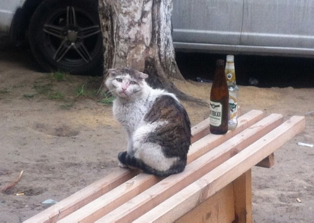 Котовторник 29.5.18