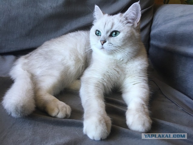 Котовторник 05.06.2018
