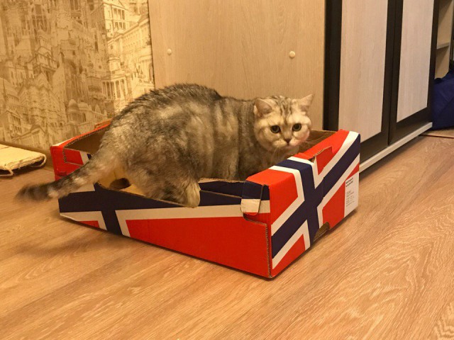 Живность из сети