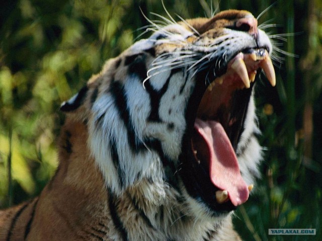 Зевающие тигры и львы