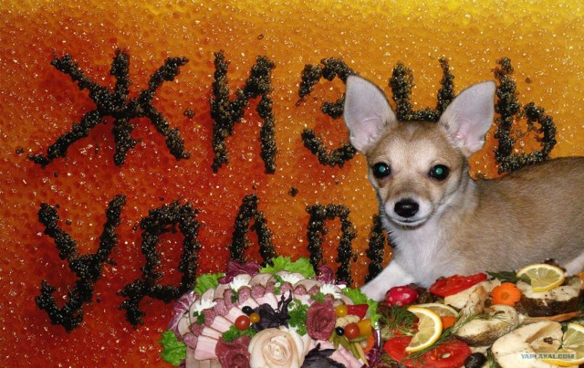Собакосреда:) Съедим кошек:)