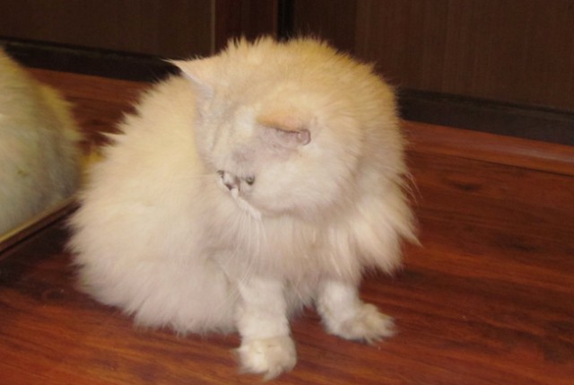 Как же можно про котовторник забыть?!