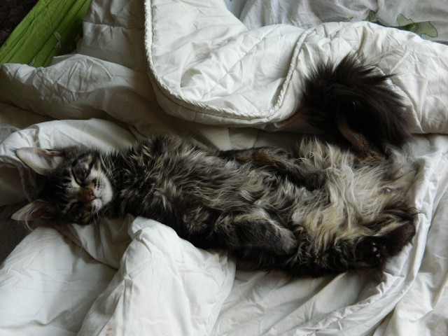 Котовторник так котовторник!