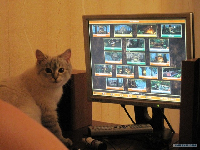 Котовторник 22.11.11