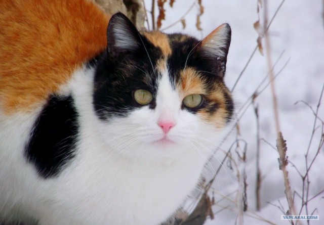 Котовторник (24. 01. 2012 )