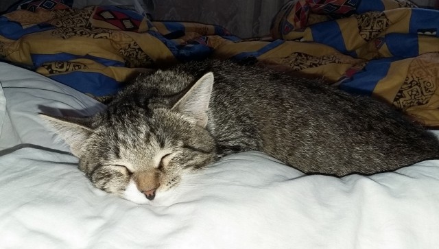 Котовторник 18.12.2018