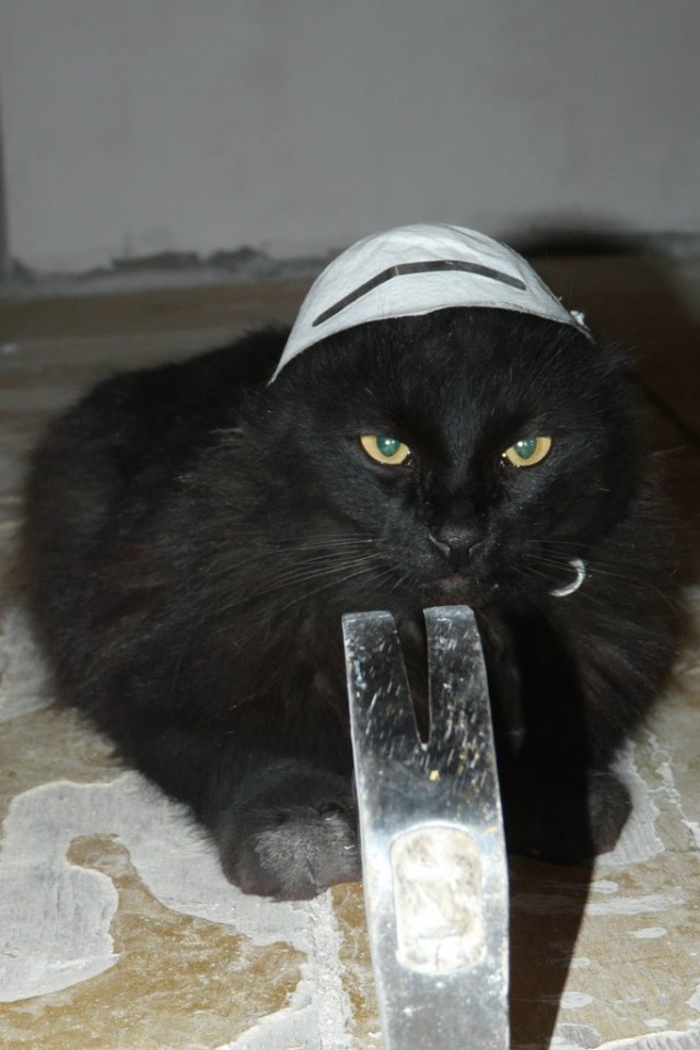 Котовторник! 13.03.2012