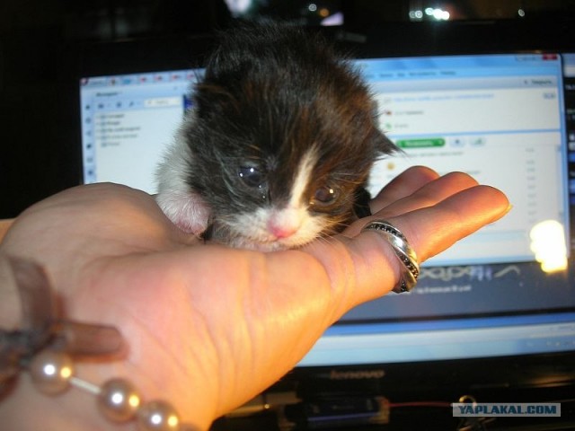 Котовторник   5.06.2012