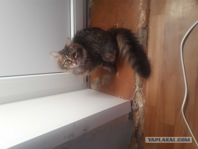 Зимние коты