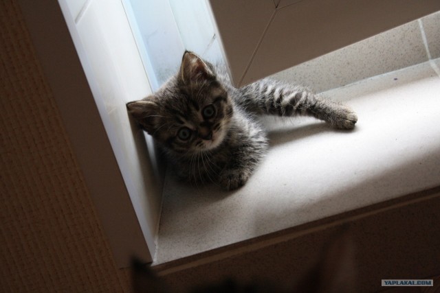 Котовторник 07.08.2012