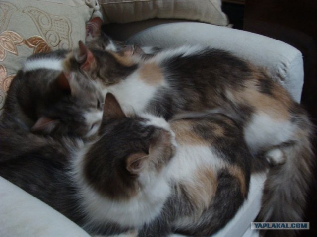 Котовторник 04.12.2012