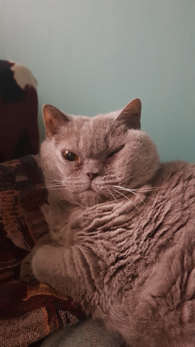 Забавные фото котеек