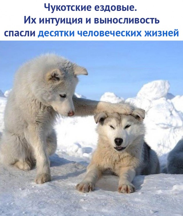 Картинки