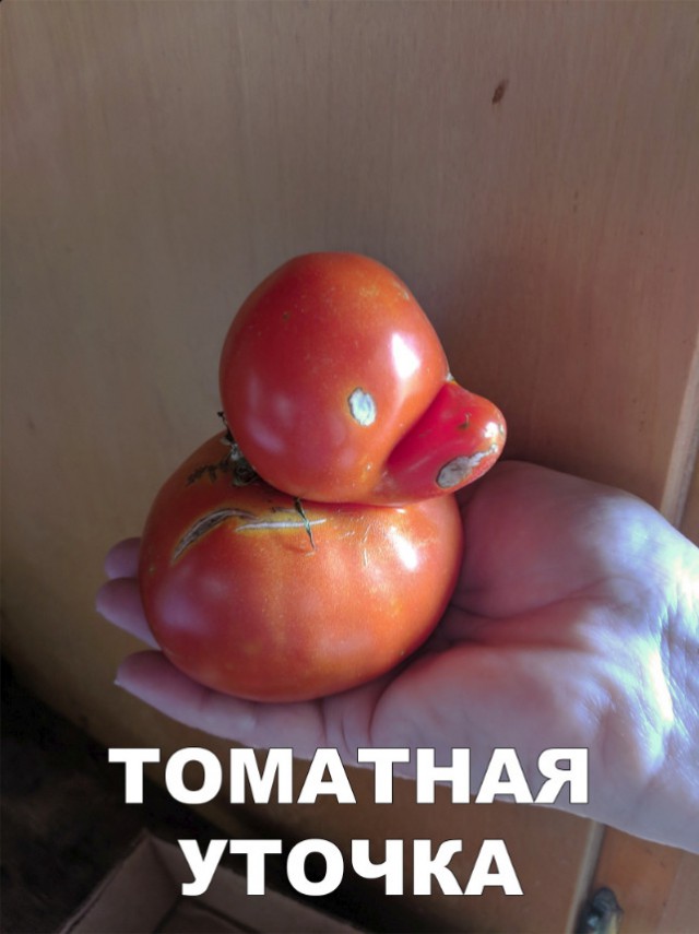Нестандартный юмор