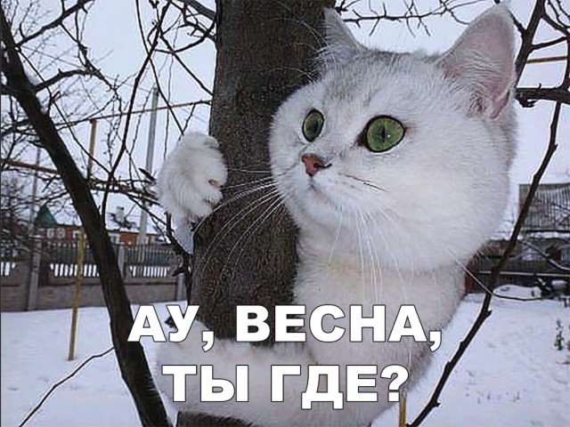 Забавные фото котеек