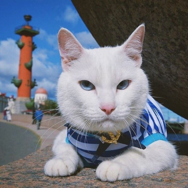 Живность из сети