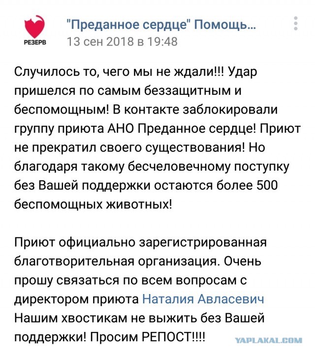 Помогите вернуть кота! Приют "Преданное сердце" украл кота и не отдает!-2