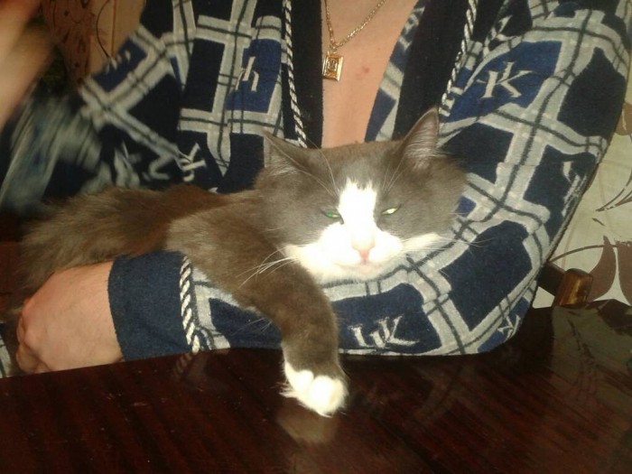 Что значит поза, в которой спит твоя кошка