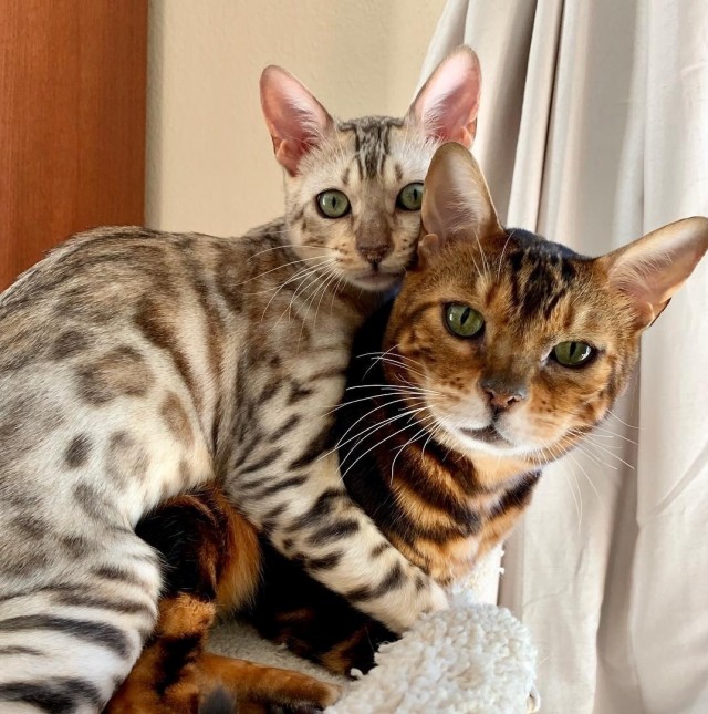 Коты из сети