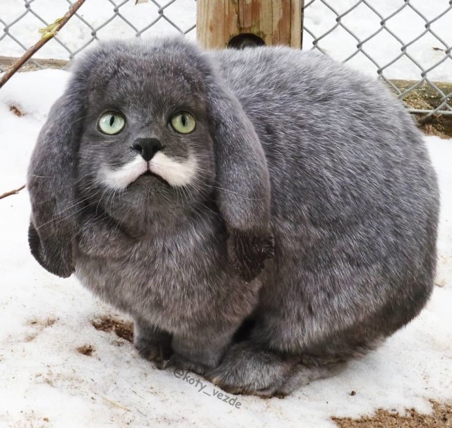 Коты везде