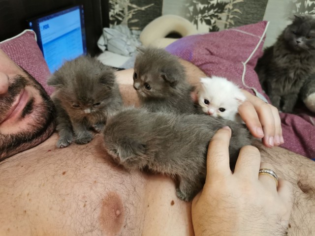 Давайте по котикам, которые с нами на самоизоляции