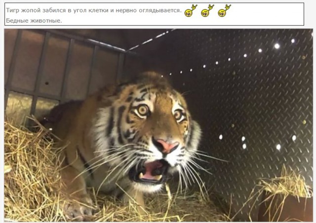 Взгляд хищника