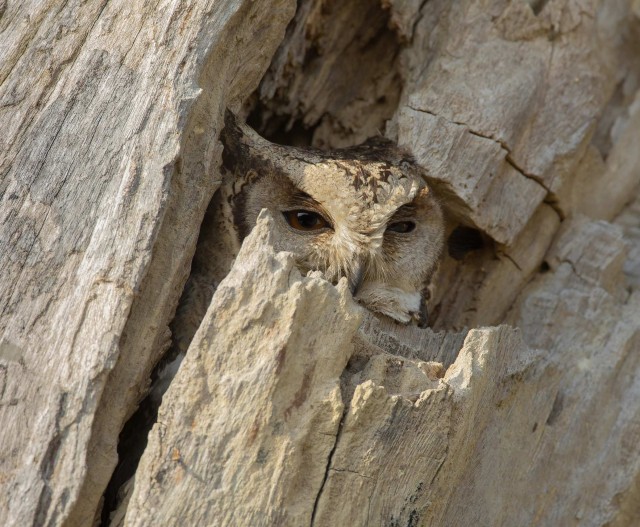 Забавные животные