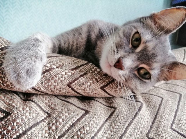 Про котикоф