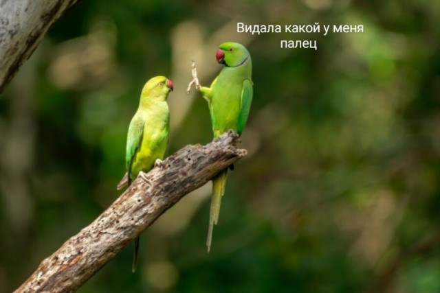 Премия комедийной фотографии дикой природы-2020 объявила финалистов. Среди них — грустная обезьяна и злая черепаха