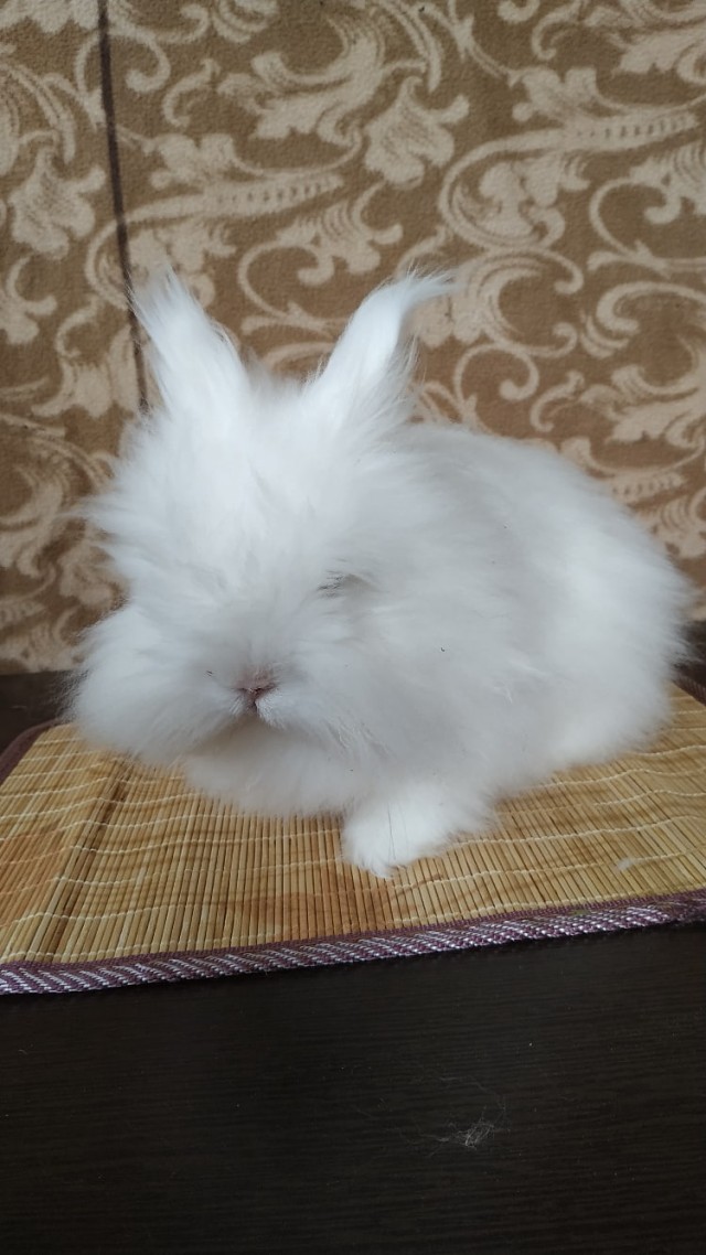 Эти забавные животные