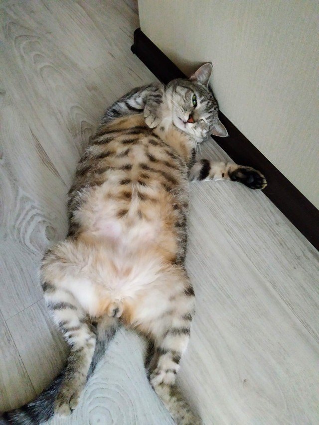 Котовторник же!
