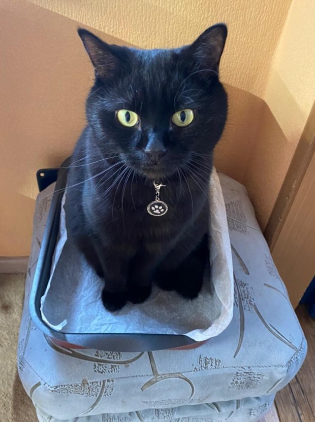 С котовторником!