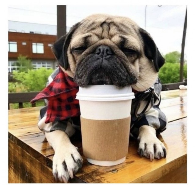 Картинки и мемы для настроения 04.08.2021