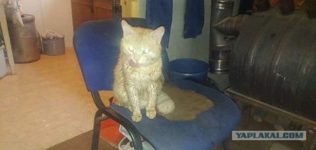 Котовторник (свои добавляем)