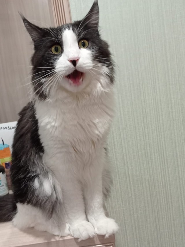 Мой самый первый КОТовторник!
