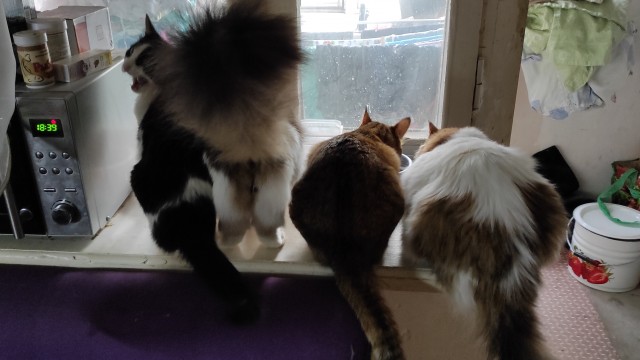 Котовторник 28.09.21