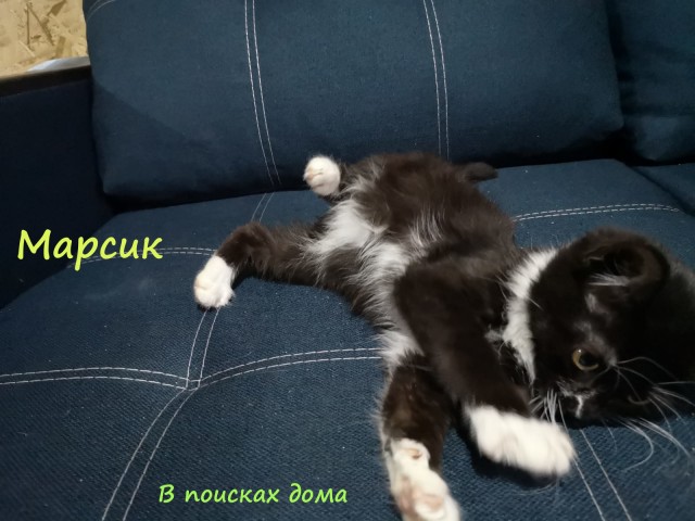Жизнь домашнего приюта "Котоленд" 309